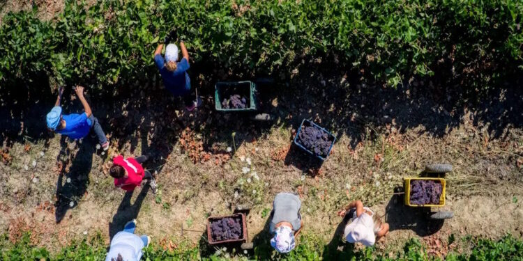 Από κόσκινο περνούν τους αγρότες οι έλεγχοι για τις επιδοτήσεις – Απώλεια των χρημάτων ακόμα και αν απουσιάζει ένα έγγραφο