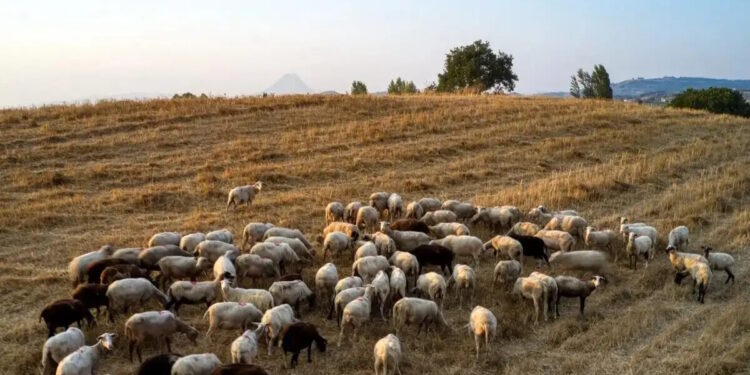Ευλογιά στα αιγπρόβατα: 8 συλλήψεις για παραβίαση των μέτρων