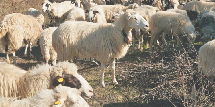 Β. Κόκκαλης: «Όχι άλλη κοροϊδία, οι κτηνοτρόφοι δικαιούνται πλήρη και πραγματική αποκατάσταση»