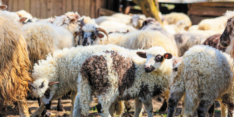 Συνεχίζονται οι έλεγχοι για τήρηση των μέτρων βιοασφάλειας στις πληγείσες από ευλογιά περιοχές