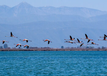 «Συμβάλλοντας στην αποτελεσματική διαχείριση του Εθνικού Πάρκου Υγροτόπων Αμβρακικού Κόλπου»