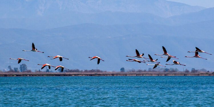 «Συμβάλλοντας στην αποτελεσματική διαχείριση του Εθνικού Πάρκου Υγροτόπων Αμβρακικού Κόλπου»