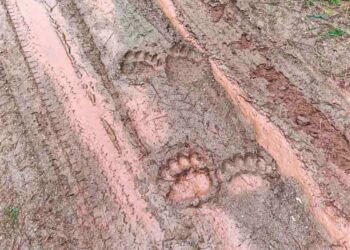 Λάρισα: Κινητοποίηση φορέων μετά την εμφάνιση αρκούδας στον Κίσσαβο