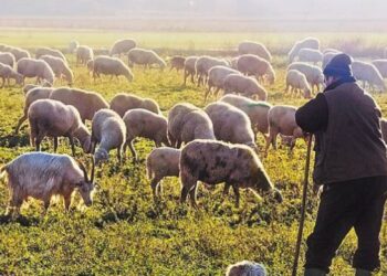 Συμπληρωματικές πληρωμές για 13.421 κτηνοτρόφους – Πώς θα λυθεί το πρόβλημα με τους διαθέσιμους βοσκότοπους