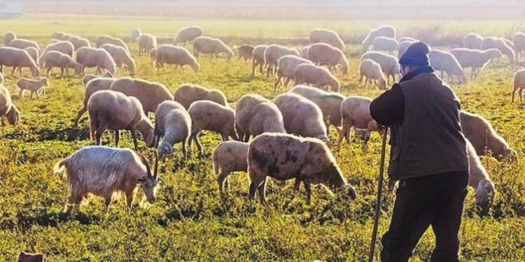 Συμπληρωματικές πληρωμές για 13.421 κτηνοτρόφους – Πώς θα λυθεί το πρόβλημα με τους διαθέσιμους βοσκότοπους