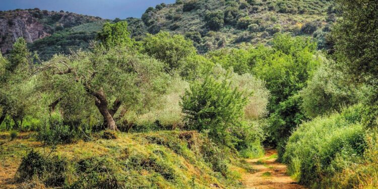 Μαγνησία: Εγκαταλείπονται τα ελαιόδεντρα στο Πήλιο