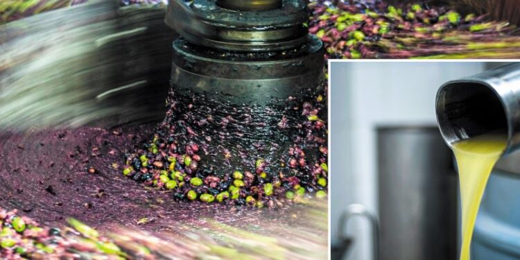 Μεσσηνία: Θολό το τοπίο για το μέλλον των ελαιοτριβείων