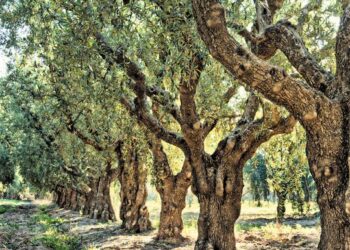 Ημερίδα με θέμα “Διαχείριση πυρόπληκτων ελαιοδέντρων”