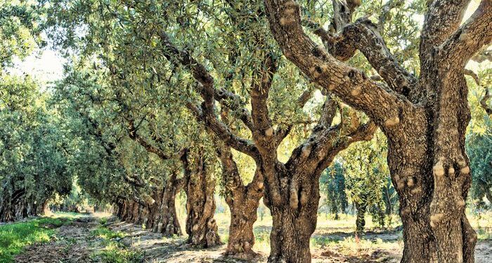 Ημερίδα με θέμα “Διαχείριση πυρόπληκτων ελαιοδέντρων”