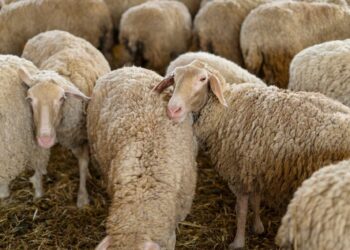 Ευλογιά αιγοπροβάτων: Καταστρατήγηση των μέτρων βιοασφάλειας και παράνομους εμβολιασμούς διαπιστώνει η αρμόδια Επιτροπή διαχείρισης της νόσου