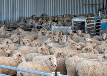 Σέρρες: Περισσότερα από 20.000 ζώα θανατώθηκαν λόγω της ευλογιάς σύμφωνα με τον Κτηνοτροφικό Σύλλογο