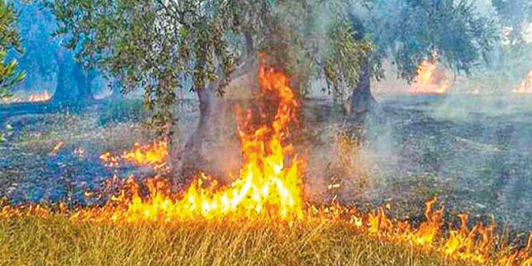 “Καμπανάκι” για υπερβάσεις αιωρούμενων σωματιδίων σε Λάρισα, Τρίκαλα, Καρδίτσα λόγω καύσης σιτοκαλαμιών