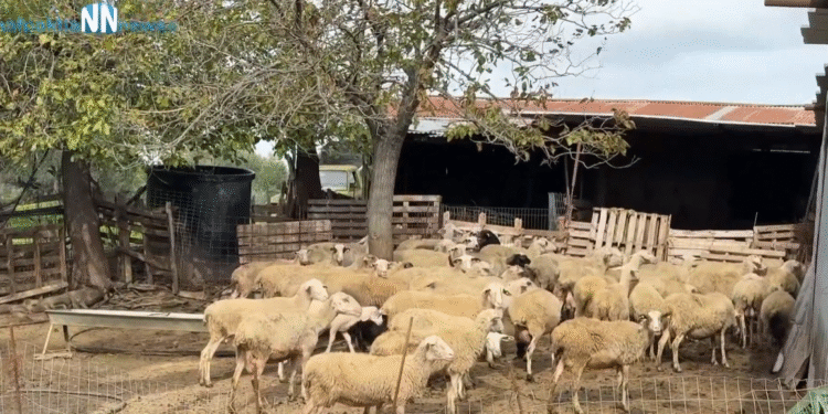 Νέα κρούσματα Ευλογιάς στο Μεσολόγγι – Σε απόγνωση οι κτηνοτρόφοι στον Άγιο Γεώργιο (Βίντεο)