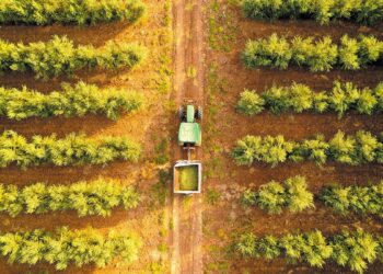 Μνημόνιο συνεργασίας: Μεταφορά τεχνογνωσίας μεταξύ του ΓΠΑ και του Διεθνούς Συμβουλίου Ελαιοκομίας