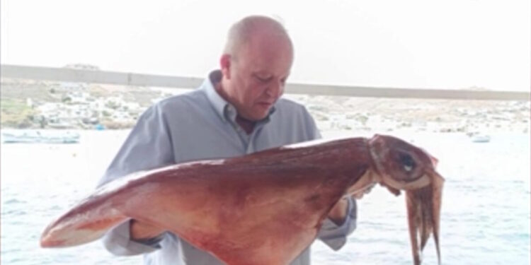 Μύκονος: Δυο τεράστια καλαμάρια 17 κιλών έβγαλε με τα χέρια του από τη θάλασσα κάτοικος
