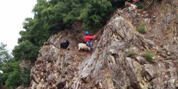 Ευρυτανία: Μεγάλη επιχείρηση διάσωσης στήθηκε για κατσίκες που είχαν εγκλωβιστεί σε βράχια