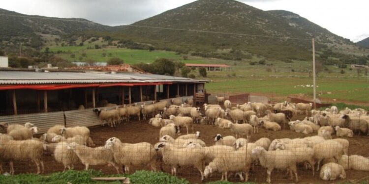 Ηράκλειο: Παρατείνονται τα προληπτικά μέτρα για την ευλογιά των αιγοπροβάτων στην Κρήτη