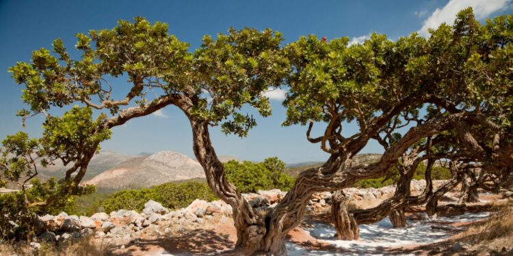 «Νέα Γεωργία Νέα Γενιά»: Oλοκληρώθηκε η εκδήλωση «Καλλιεργώντας το μέλλον της μαστίχας: Εκπαίδευση, έρευνα και καινοτομία» στη Χίο