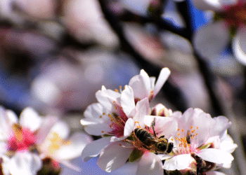 Δομοκός: Άνδρας έχασε τη ζωή του από τσίμπημα μέλισσας – Οδηγούσε μόνος του μέχρι το φαρμακείο και κατέληξε σε ανάχωμα