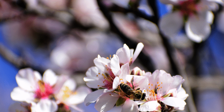 Δομοκός: Άνδρας έχασε τη ζωή του από τσίμπημα μέλισσας – Οδηγούσε μόνος του μέχρι το φαρμακείο και κατέληξε σε ανάχωμα