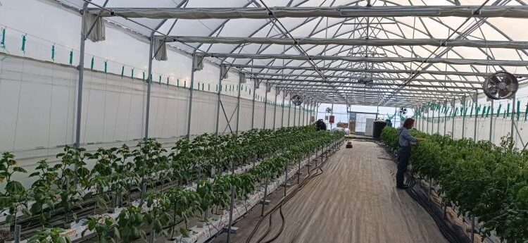 Φλώρινα: Πειραματικά γεωθερμικά θερμοκήπια από το Τμήμα Γεωπονίας του ΠΔΜ