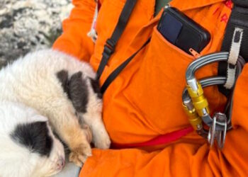 Πήλιο: Πέταξαν κουταβάκια σε γκρεμό 20 μέτρων – Επέζησε μόνο το ένα