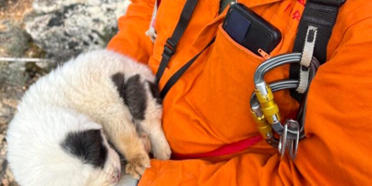 Πήλιο: Πέταξαν κουταβάκια σε γκρεμό 20 μέτρων – Επέζησε μόνο το ένα