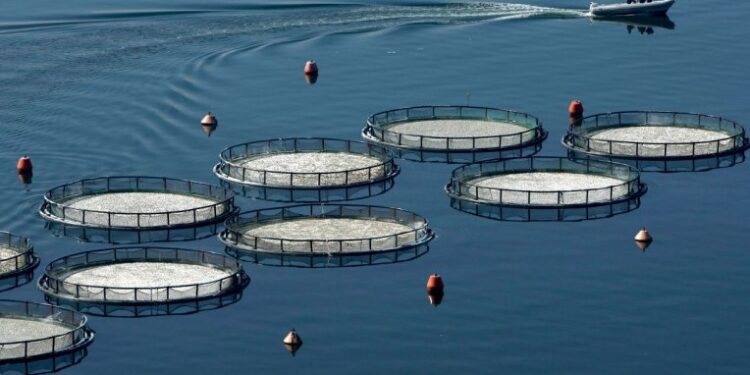 Κοινή Παρέμβαση 41 Φορέων για την Προστασία του Αμβρακικού Κόλπου: «Όχι στην Επέκταση Ιχθυοκαλλιεργειών»