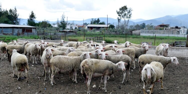 Έκτακτο επίδομα στους κτηνοτρόφους έως 70 ευρώ για κάθε ζώο που θανατώθηκε λόγω ευλογιάς  – Τέλη Δεκεμβρίου η καταβολή του