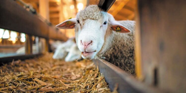 Ευλογιά: Μεγαλώνει ο κατάλογος των νέων κρουσμάτων