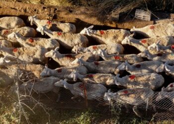 Πελοπόννησος: Τρεις σταθμοί για την απολύμανση και τον έλεγχο της ευλογιάς των αιγοπροβάτων