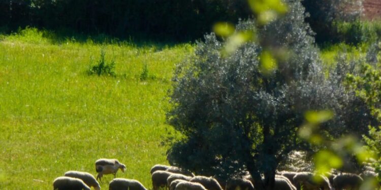 Διπλή ασπίδα για τους κτηνοτρόφους: Το τακτικό πακέτο μέσω νέου «ΟΠΕΚΕΠΕ» και το έκτακτο μέσω ΠΝΠ