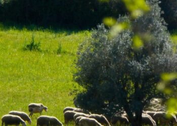 ΟΠΕΚΕΠΕ: Πληρώθηκαν 13,1 εκατ. ευρώ σε 70.652 αιτήσεις