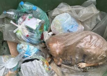 Πέταξαν σκυλίτσα σε τσουβάλι μέσα σε κάδο σκουπιδιών στη Μεγαλόπολη – «Δεν ξέρουμε αν είχε ναρκωθεί»