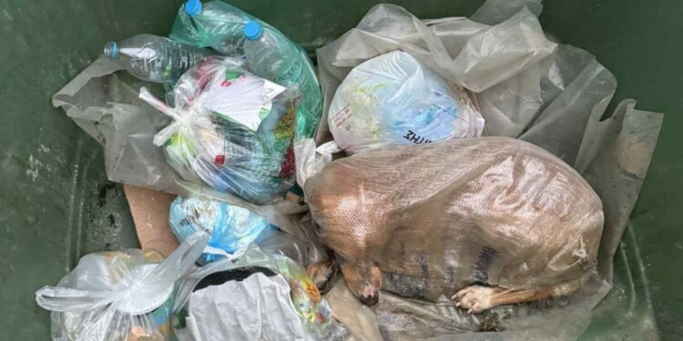 Πέταξαν σκυλίτσα σε τσουβάλι μέσα σε κάδο σκουπιδιών στη Μεγαλόπολη – «Δεν ξέρουμε αν είχε ναρκωθεί»