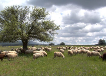 Με ειδικές ρυθμίσεις για νησιά Αιγαίου και Ιονίου, Κρήτη και Αττική η νέα ΚΥΑ για την κατανομή βοσκοτόπων