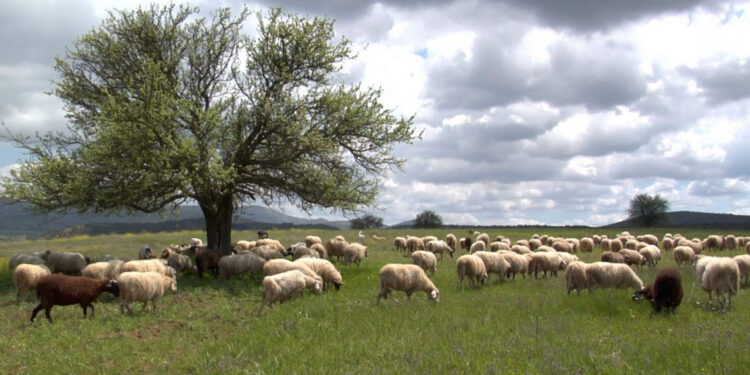 Με ειδικές ρυθμίσεις για νησιά Αιγαίου και Ιονίου, Κρήτη και Αττική η νέα ΚΥΑ για την κατανομή βοσκοτόπων