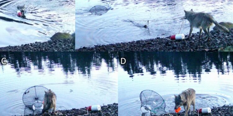 Λύκαινα ανεβάζει από το βυθό μια παγίδα για κάβουρες για να τραφεί, εκπλήσσοντας τους επιστήμονες (βίντεο)