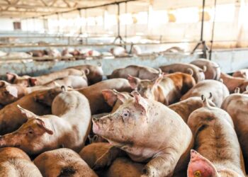 Σέρρες: Σε επιφυλακή η κτηνιατρική υπηρεσία για την αφρικανική πανώλη