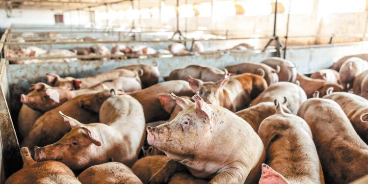 Σέρρες: Σε επιφυλακή η κτηνιατρική υπηρεσία για την αφρικανική πανώλη