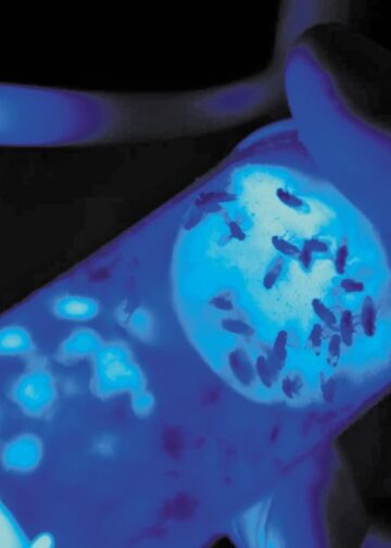 Biocentis: Εξασφάλισε χρηματοδότηση 19 εκατ. δολαρίων για να «επανεφεύρει» τον έλεγχο εντόμων με βιολογικές λύσεις