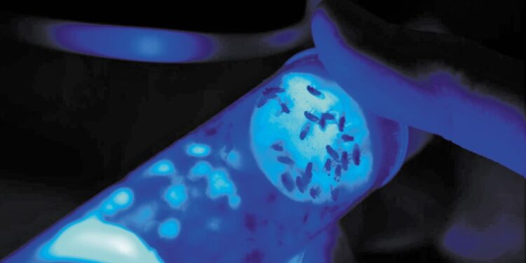 Biocentis: Εξασφάλισε χρηματοδότηση 19 εκατ. δολαρίων για να «επανεφεύρει» τον έλεγχο εντόμων με βιολογικές λύσεις