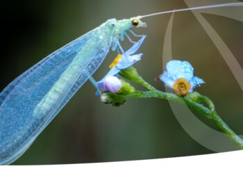 Η Διεθνής Ένωση Παραγωγών Βιολογικής Καταπολέμησης χαιρετίζει τη δημοσίευση της Πρότασης για το Omnibus