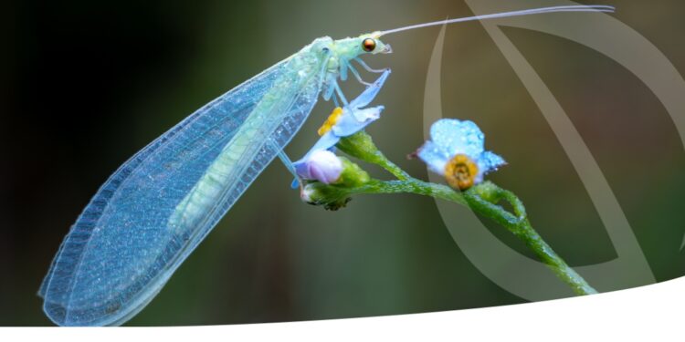 Η Διεθνής Ένωση Παραγωγών Βιολογικής Καταπολέμησης χαιρετίζει τη δημοσίευση της Πρότασης για το Omnibus