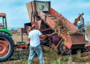 Έβρος: Φασόλι Τυχερού, μια υπερτροφή με «βούλα» και σφραγίδα