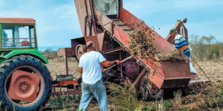 Έβρος: Φασόλι Τυχερού, μια υπερτροφή με «βούλα» και σφραγίδα