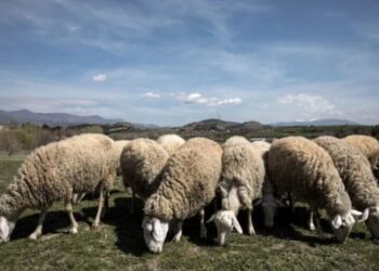 ΥΠΑΑΤ: Πιστώθηκαν 26,9 εκατ. ευρώ σε κτηνοτρόφους για απώλεια εισοδήματος λόγω ευλογιάς και πανώλης