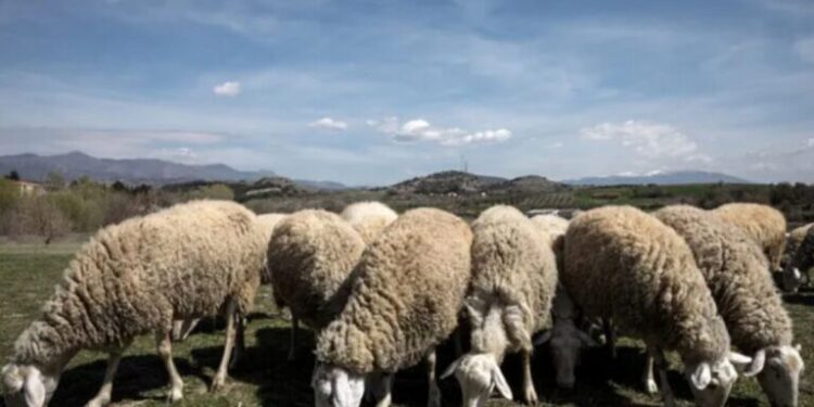 ΥΠΑΑΤ: Πιστώθηκαν 26,9 εκατ. ευρώ σε κτηνοτρόφους για απώλεια εισοδήματος λόγω ευλογιάς και πανώλης