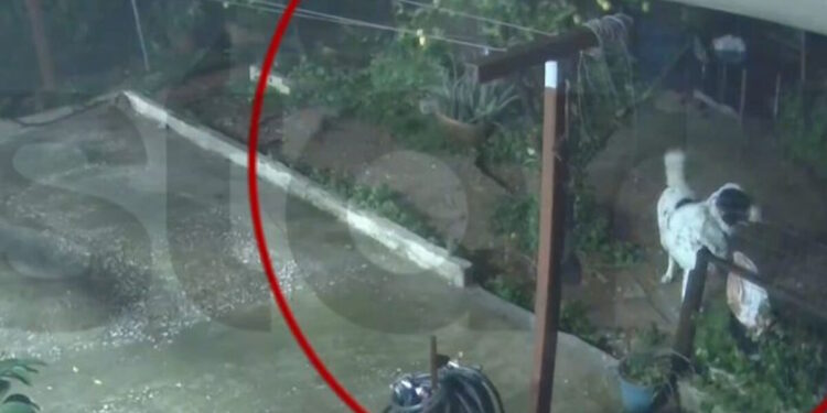 Καιρός – Άγιος Δημήτριος: Η στιγμή που σκύλος σώζεται τελευταία στιγμή από την κατάρρευση αυλής