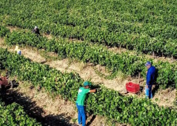 Νέες ευκαιρίες χρηματοδότησης για αγρότες: Δικαιούχοι, προϋπολογισμός και επιλέξιμες δαπάνες